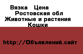 Вязка › Цена ­ 1 000 - Ростовская обл. Животные и растения » Кошки   